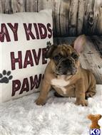 french bulldog puppy posted by Kris English Bulldogs